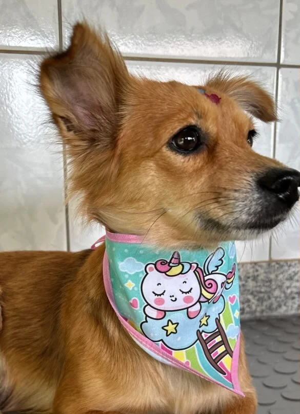 Cachorrinho caramelo com bandana de unicórnio depois do banho e tosa