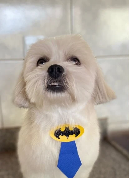 Cachorrinho branco de gravata do Batman depois do banho e tosa