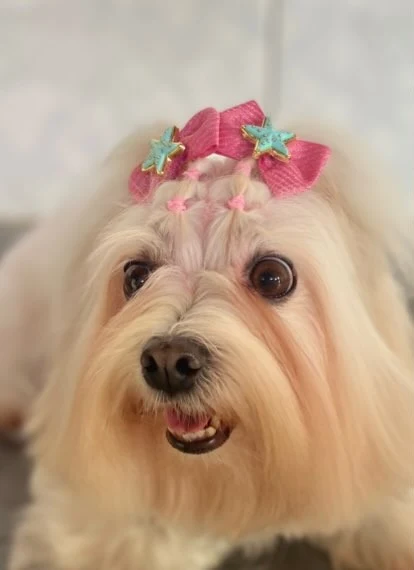 Cachorrinha de pelo longo com laços rosa depois da hidratação