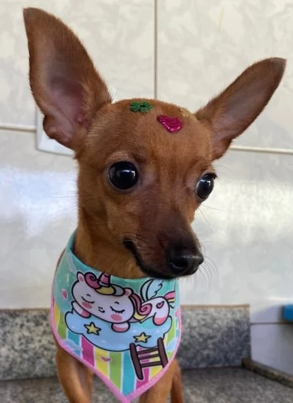 Pinscher com bandana de unicórnio depois do banho
