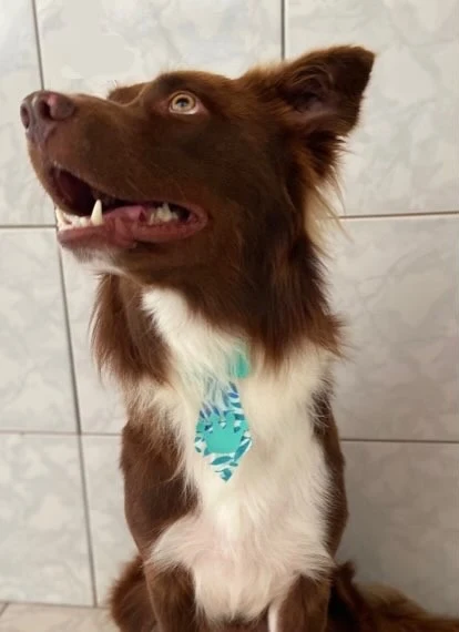 Border collie marrom e branco de gravata depois do banho