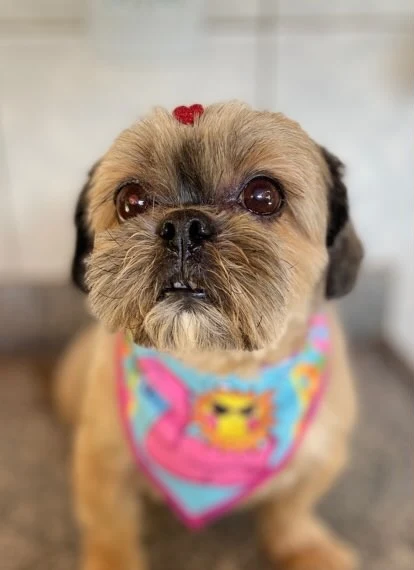 Shih tzu com bandana colorida depois do banho e tosa
