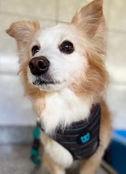 Cachorrinho caramelo e branco de peitoral depois do banho