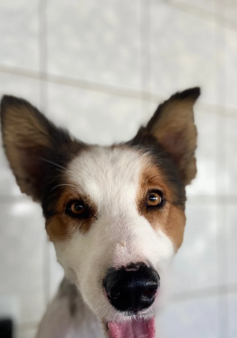 Retrato de cachorro depois do banho e tosa