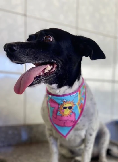 Cachorrinha preta com bandana depois do banho