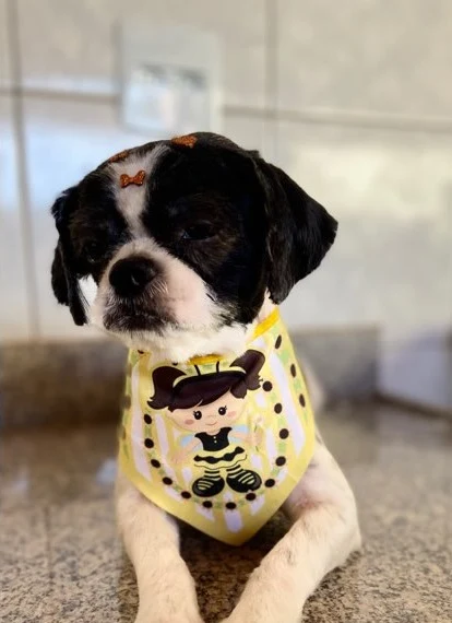 Cachorrinho preto e branco com bandana amarela depois do banho