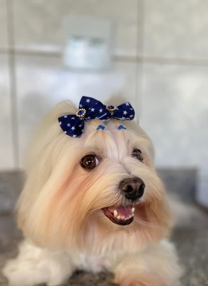 Cachorrinha de pelo longo com laço azul depois da hidratação