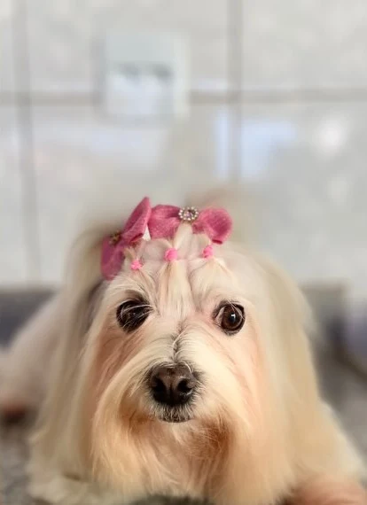 Cachorrinha de pelo longo com laço rosa depois da hidratação
