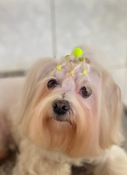 Cachorrinha de pelo longo e sedoso depois da hidratação