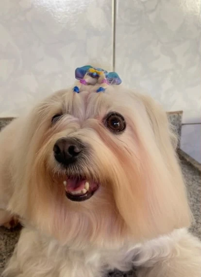Cachorrinha de pelo longo com laço colorido depois da hidratação