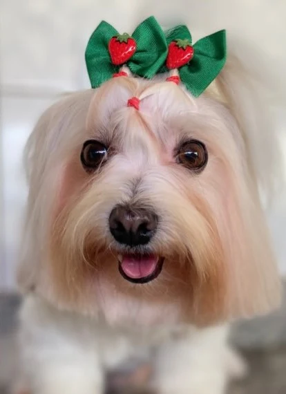 Cachorrinha de pelo longo, macio e brilhante depois da hidratação na Estilo Pet