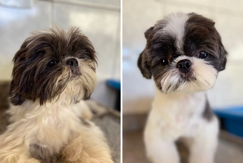 Antes e depois de uma tosa em shih tzu