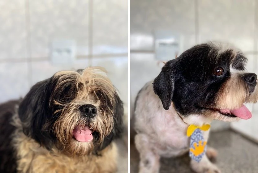 Antes e depois de uma tosa em shih tzu